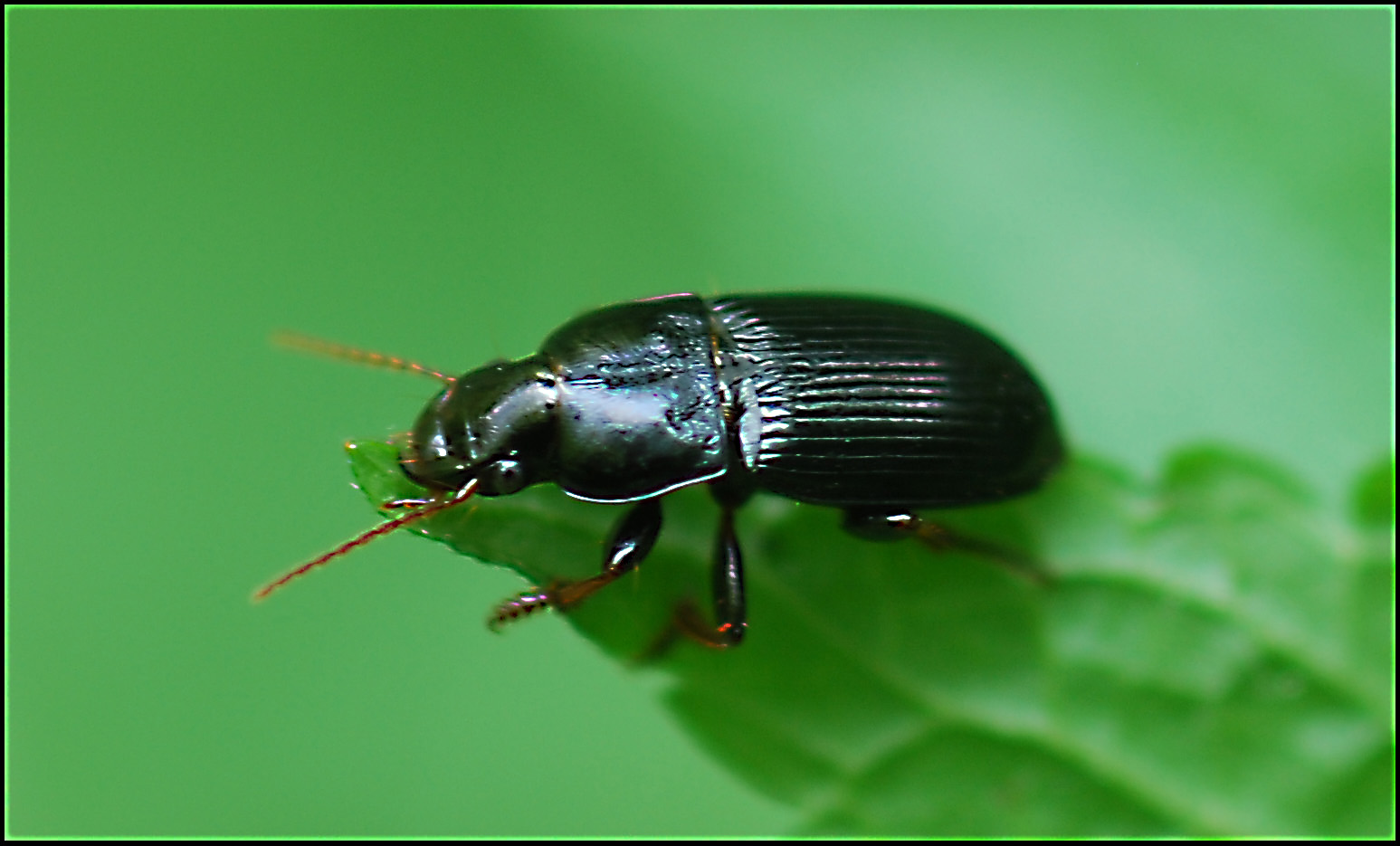 Harpalus cfr dimidiatus